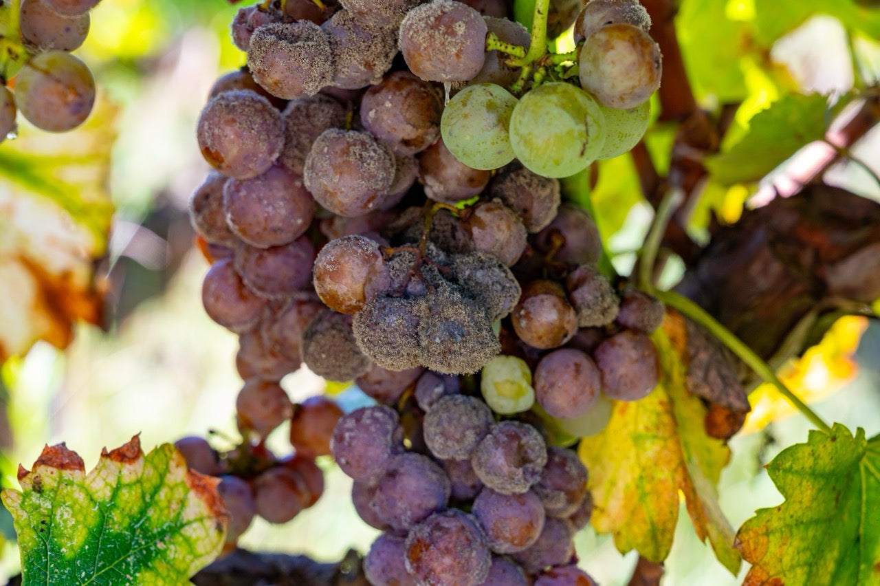 Was ist Botrytis?