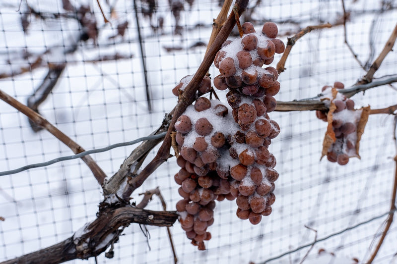 Eiswein - Wein aus der Kälte