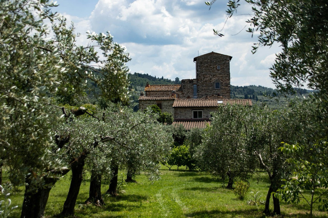 Die wichtigsten Olivensorten in Italien