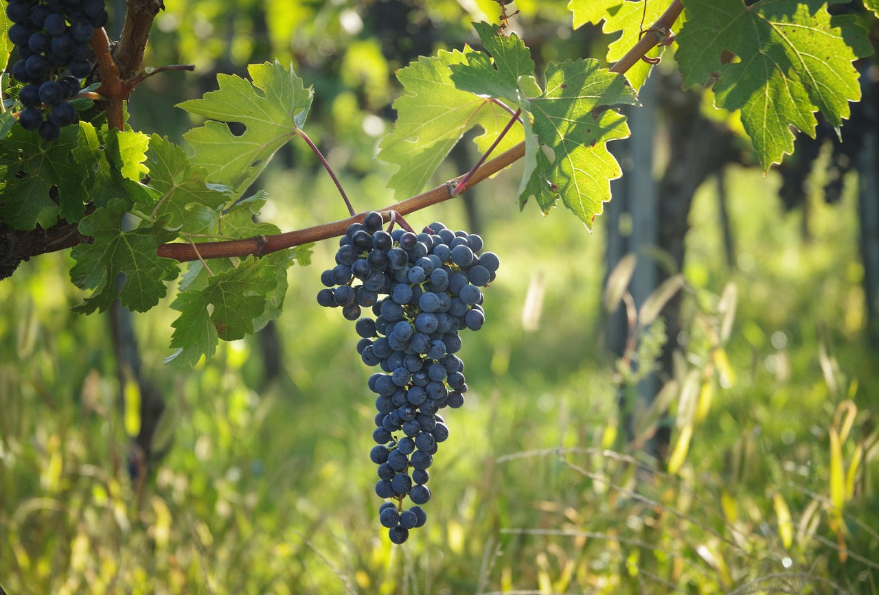 CABERNET SAUVIGNON