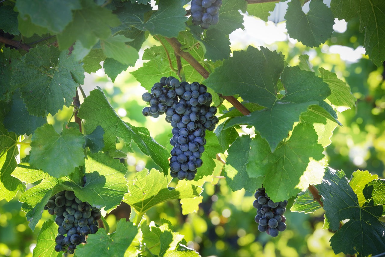 PINOT NOIR