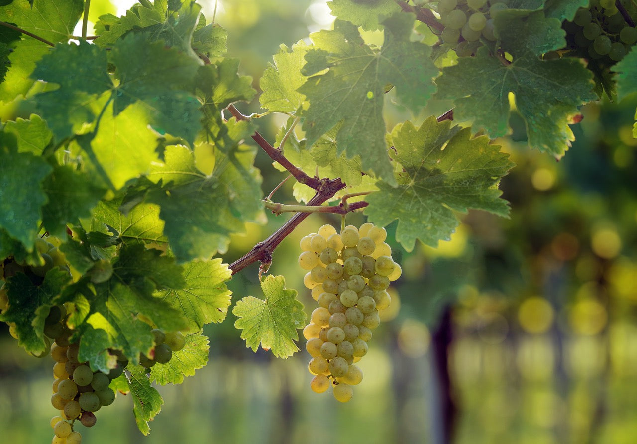 SAUVIGNON BLANC