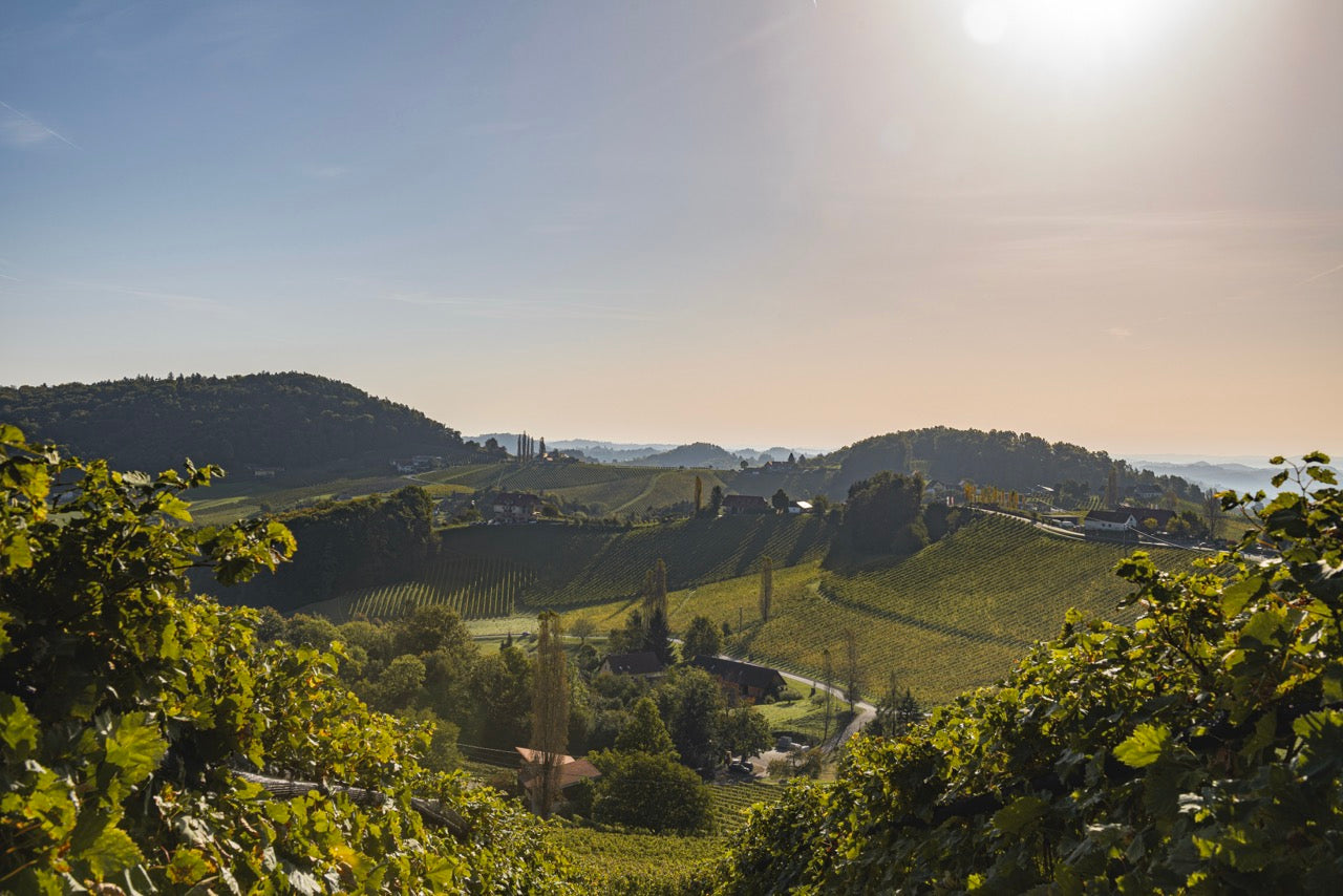 Weinberge Ewald Zweytick