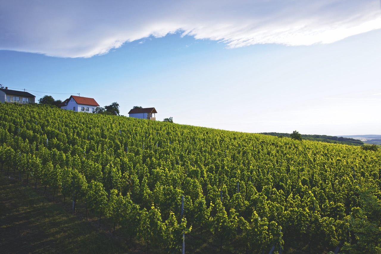 Weingarten in Hanglage am Eisenberg