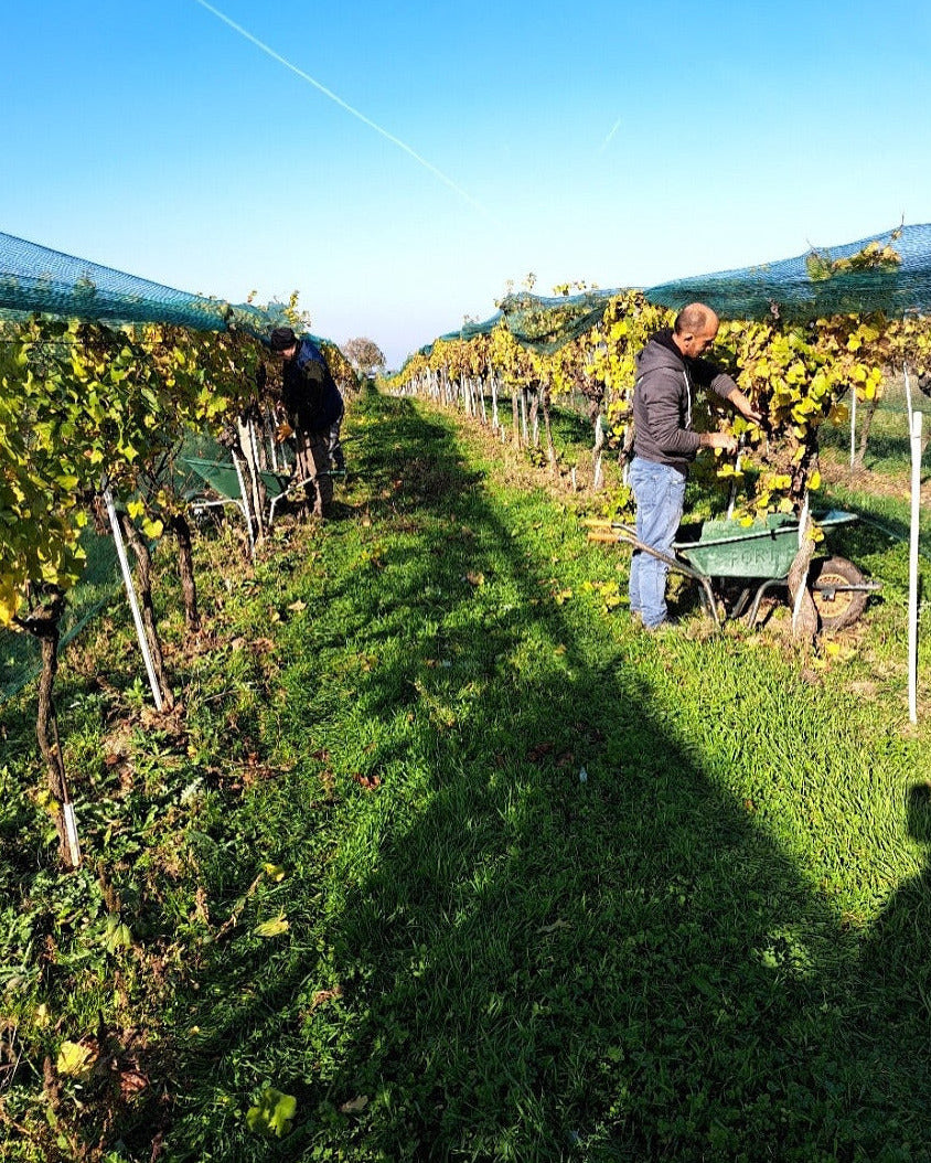 Michael Opitz Weingärten in Arbeit