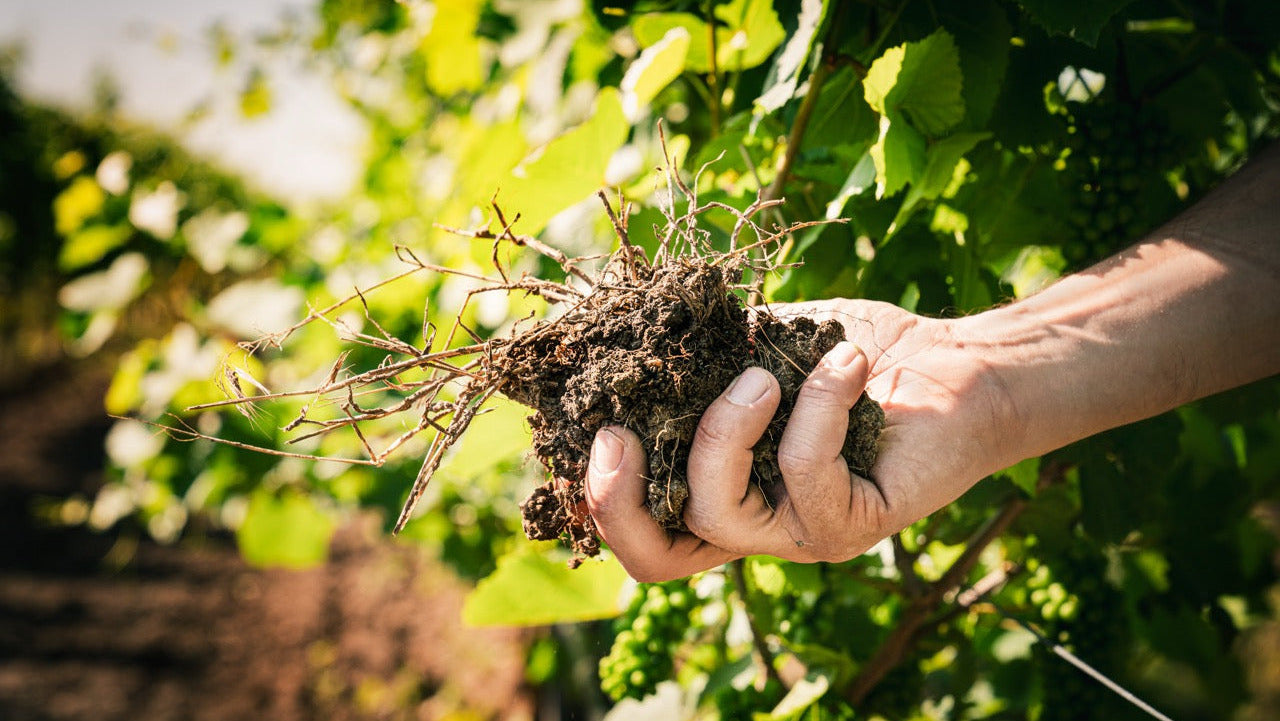 Michael Opitz Hand mit Wurzeln